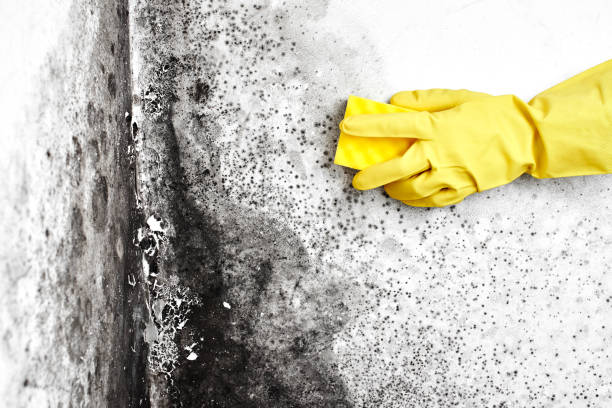 Best Commercial Mold Removal  in Wharton, NJ