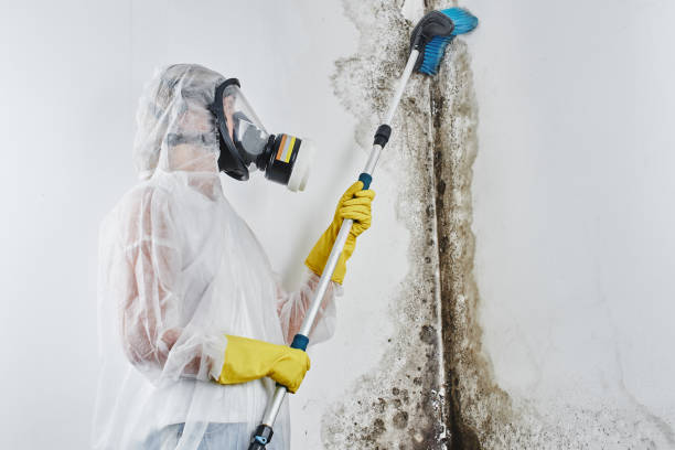 Best Mold Removal and Inspection  in Wharton, NJ
