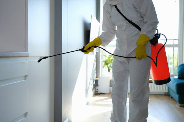 Best Black Mold Removal  in Wharton, NJ