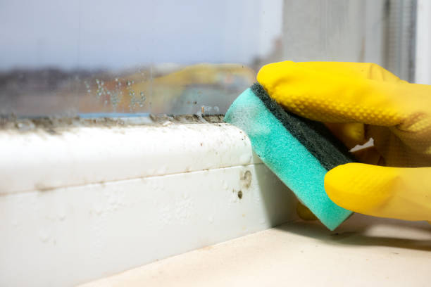 Best Fast Mold Removal  in Wharton, NJ