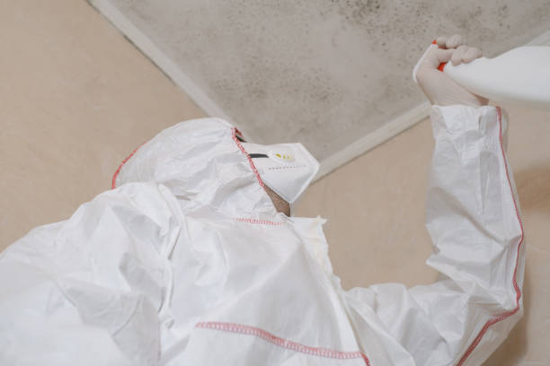 Reliable Wharton, NJ Mold Removal Solutions