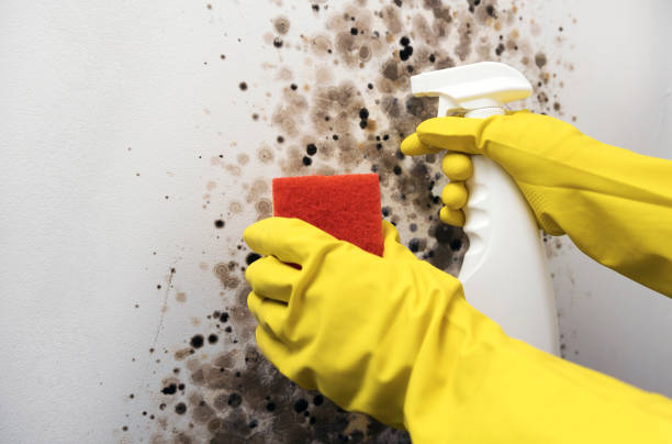Best Mold Remediation  in Wharton, NJ