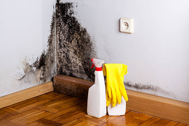 Best Certified Mold Removal  in Wharton, NJ