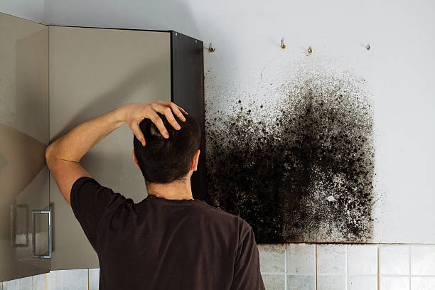Best Home Mold Removal  in Wharton, NJ