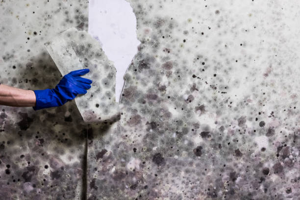 Best Same-Day Mold Removal  in Wharton, NJ