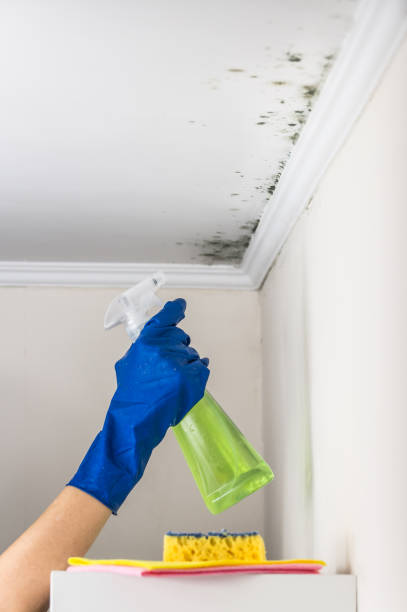 Best Mold Removal Near Me  in Wharton, NJ