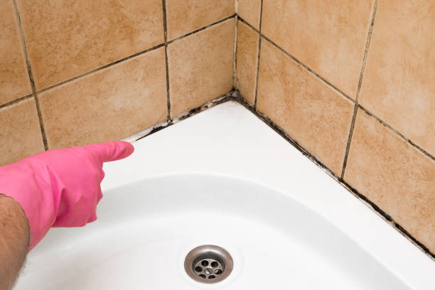 Best Local Mold Removal Service  in Wharton, NJ
